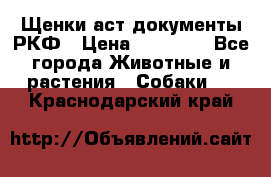 Щенки аст документы РКФ › Цена ­ 15 000 - Все города Животные и растения » Собаки   . Краснодарский край